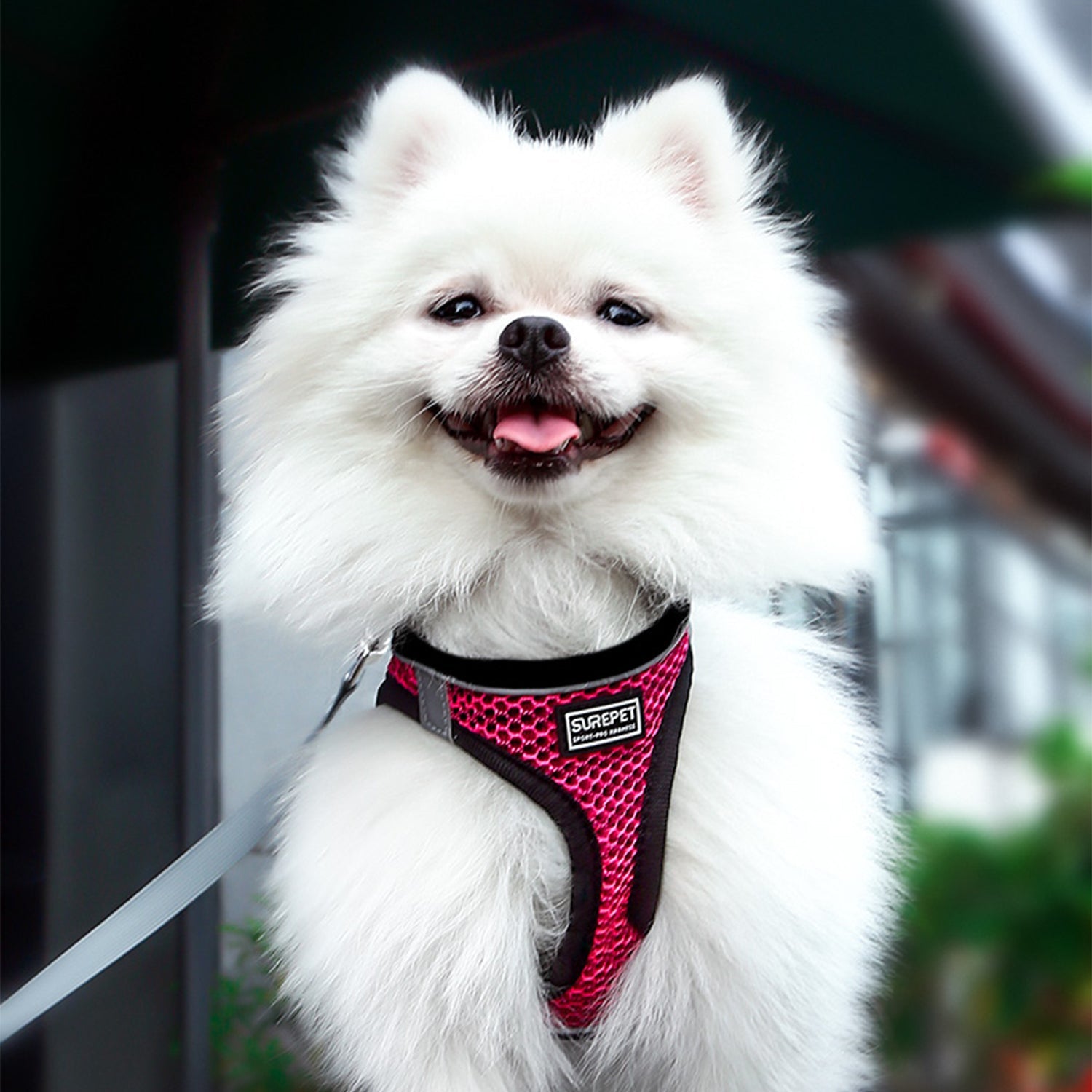 Dog Reflective Harnesses and Dog Leash