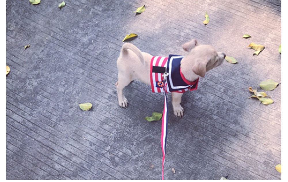 HOOK & LOOP Navy Dog Harnesses and Leash