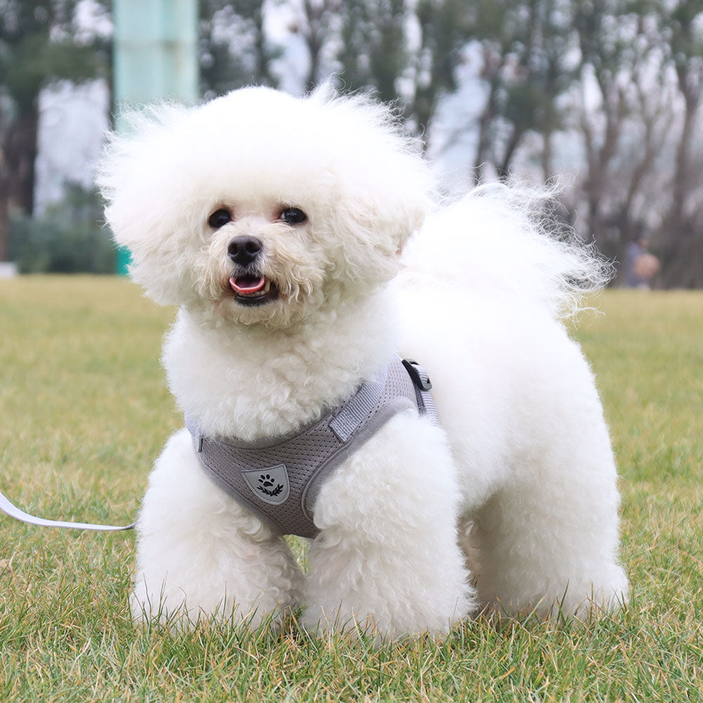 Breathable Walking Vest Harnesses for Dogs