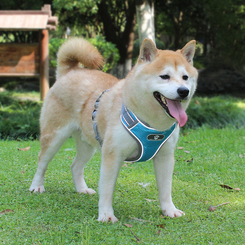 Outdoor Soft Padded Dog Vest andLeash