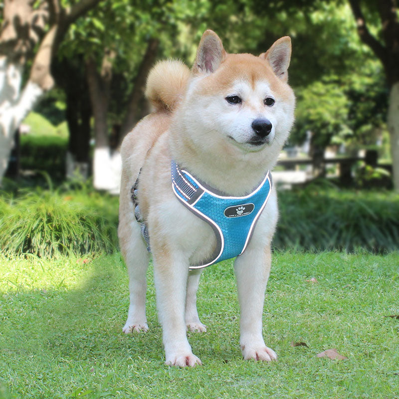 Outdoor Soft Padded Dog Vest andLeash