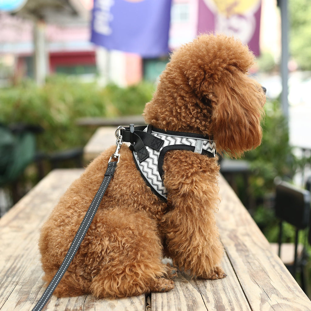 Dog Harnesses with Handle for Outdoor Training