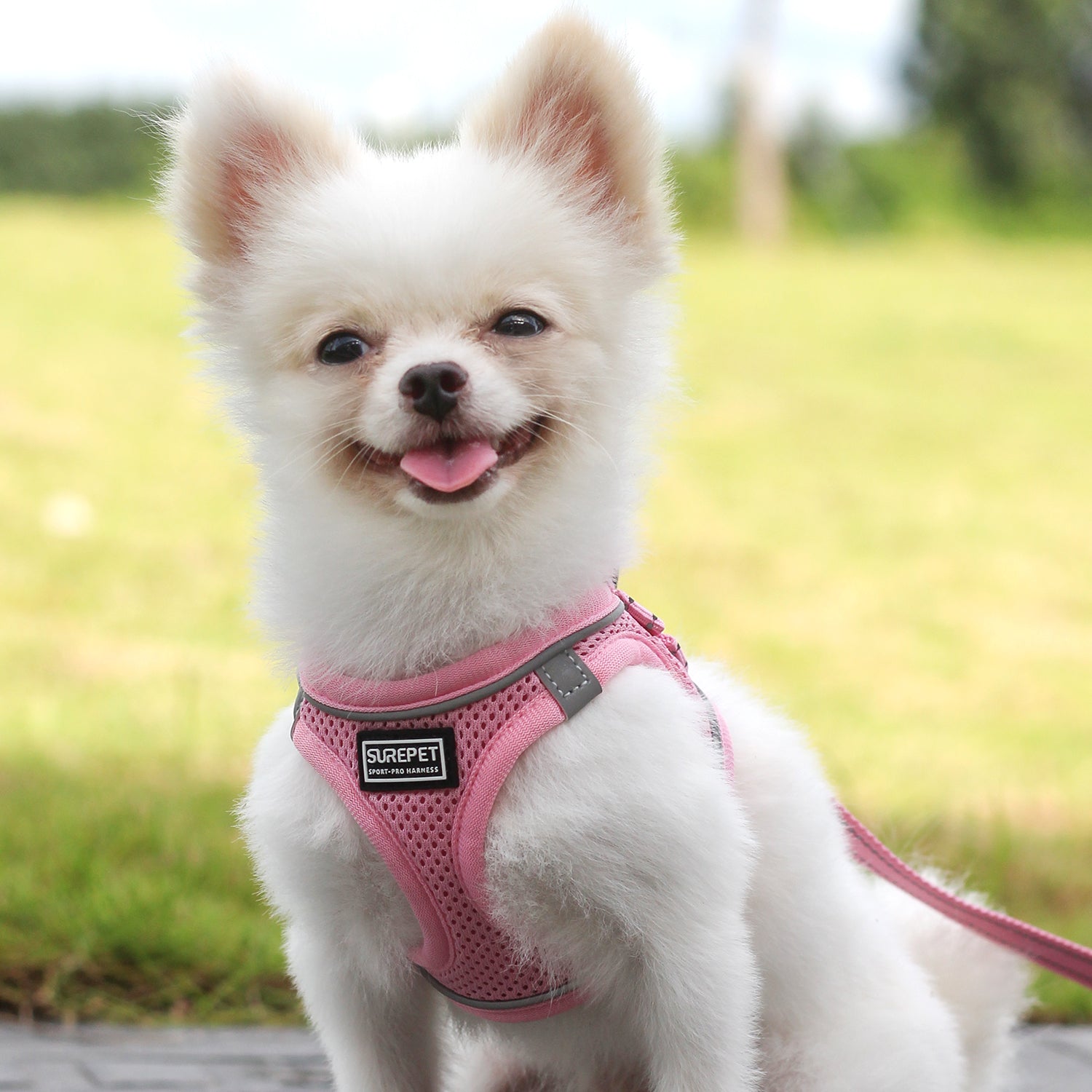 Dog Harnesses with Handle for Outdoor Training