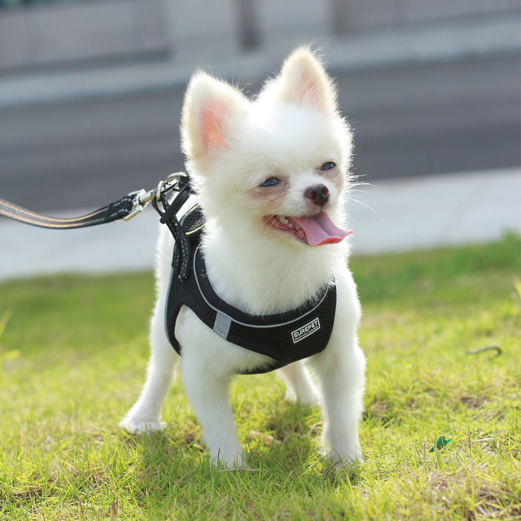 Dog Harnesses with Handle for Outdoor Training