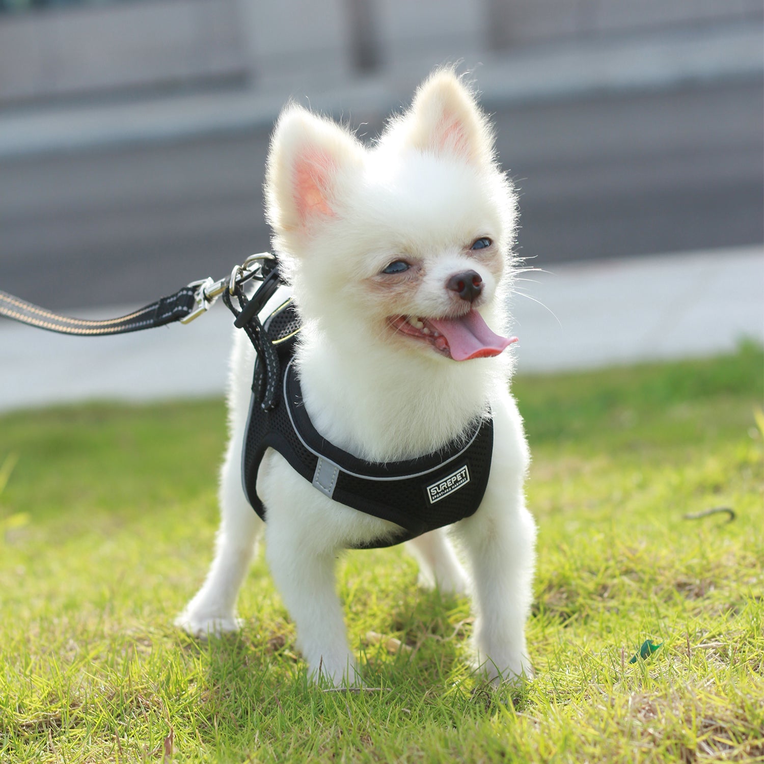 Dog Harnesses with Handle for Outdoor Training