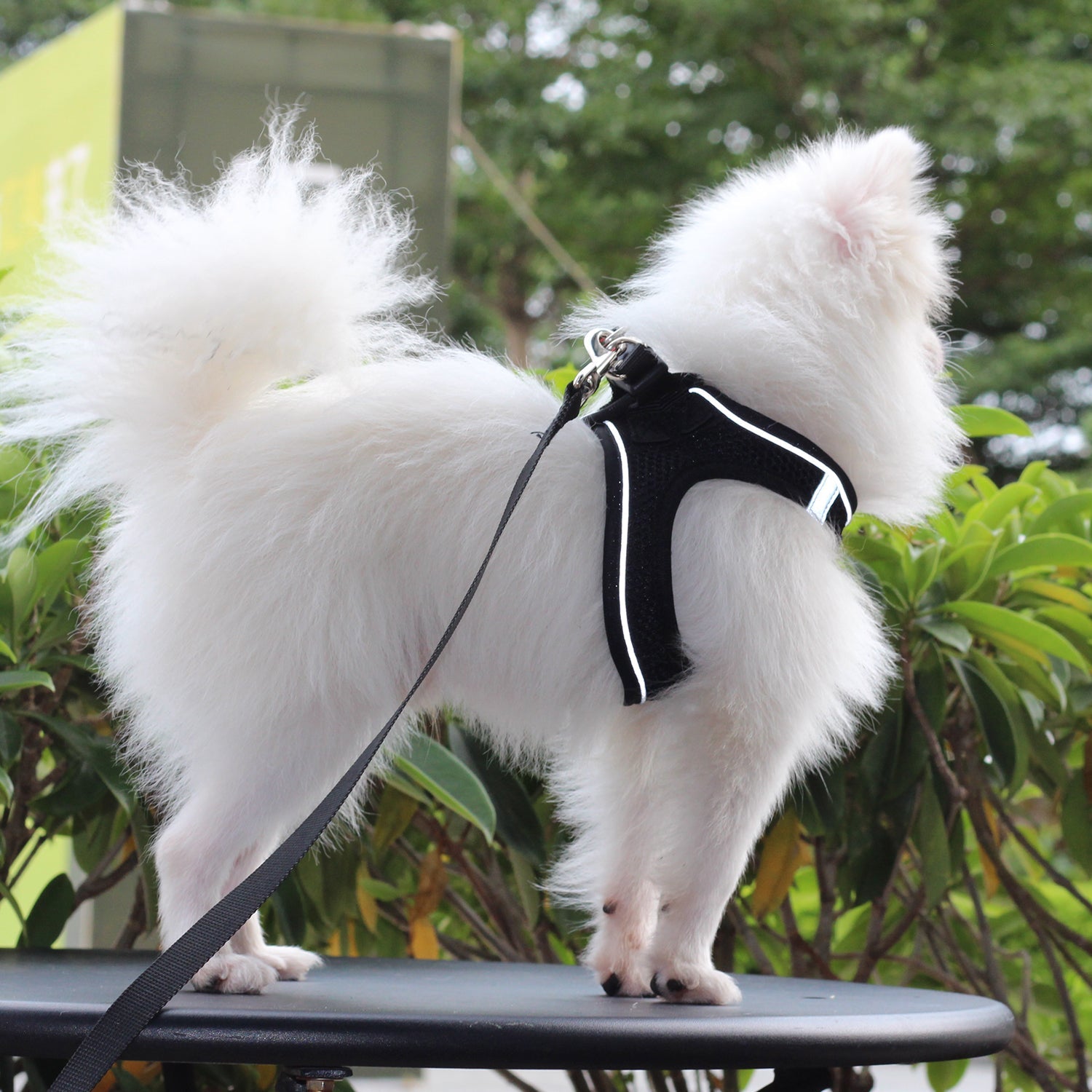 Dog Reflective Harnesses and Dog Leash